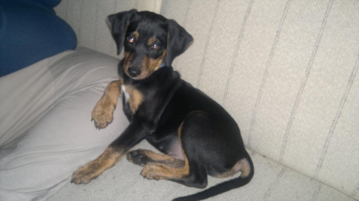 Blanding af racer Max <3 billede 3