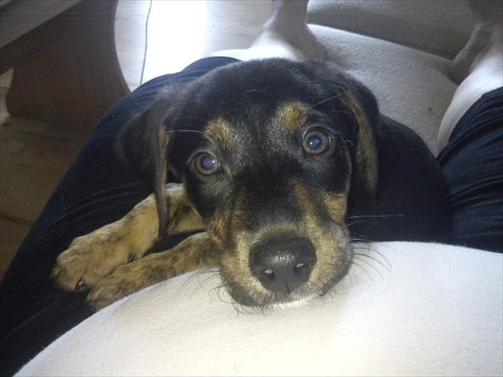 Blanding af racer Max <3 billede 4