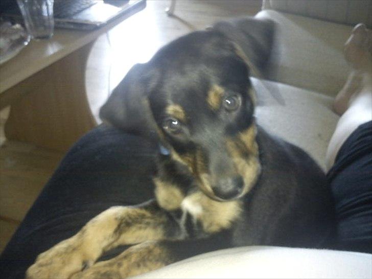 Blanding af racer Max <3 billede 5