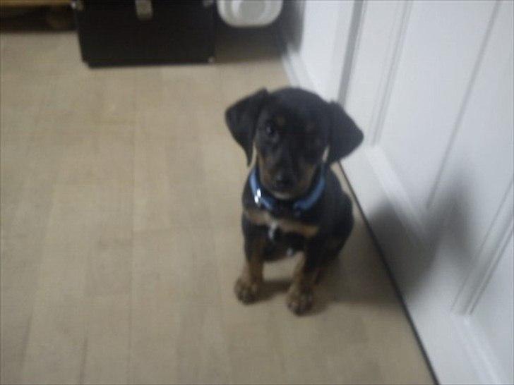 Blanding af racer Max <3 billede 2