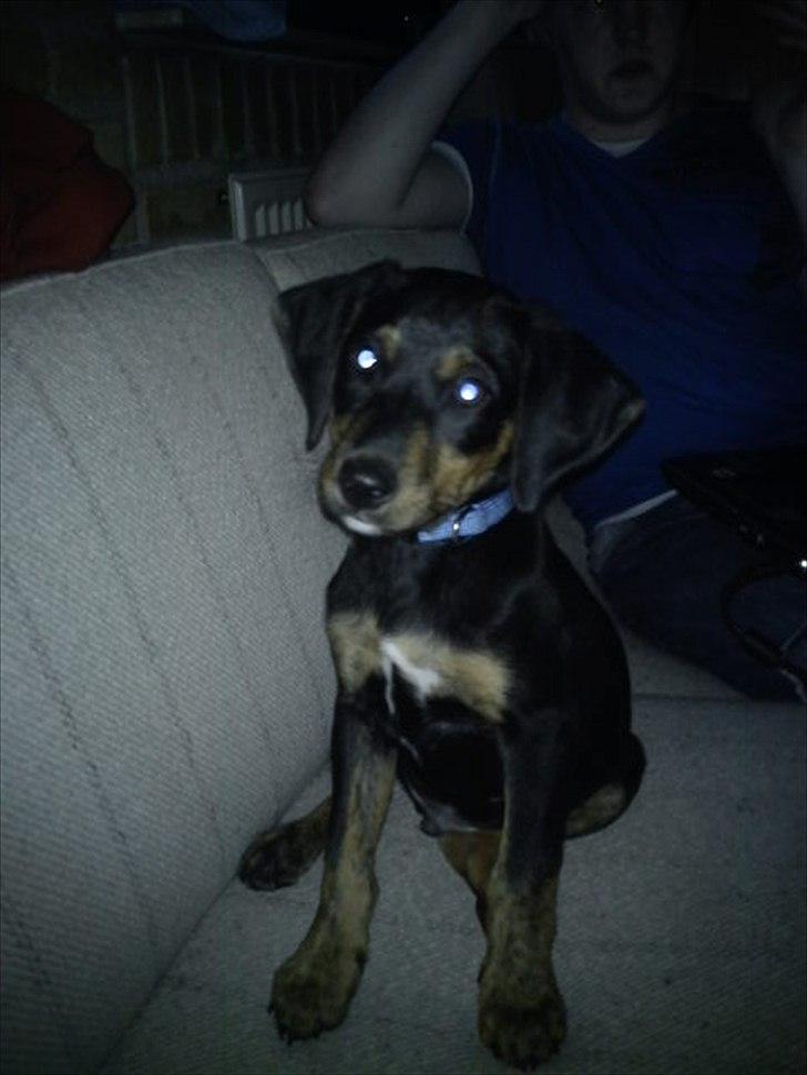 Blanding af racer Max <3 billede 6