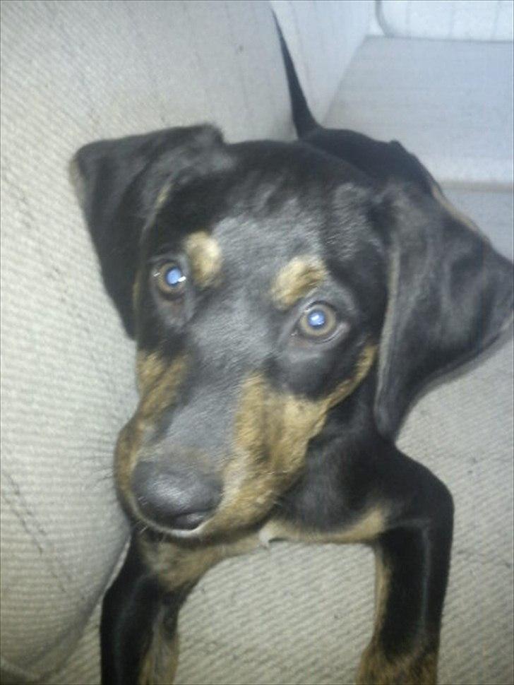 Blanding af racer Max <3 billede 7