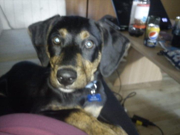 Blanding af racer Max <3 billede 8