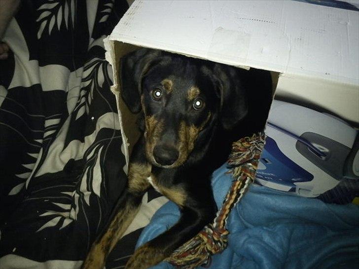 Blanding af racer Max <3 billede 9