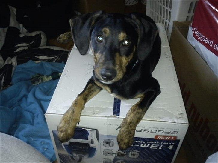 Blanding af racer Max <3 billede 10