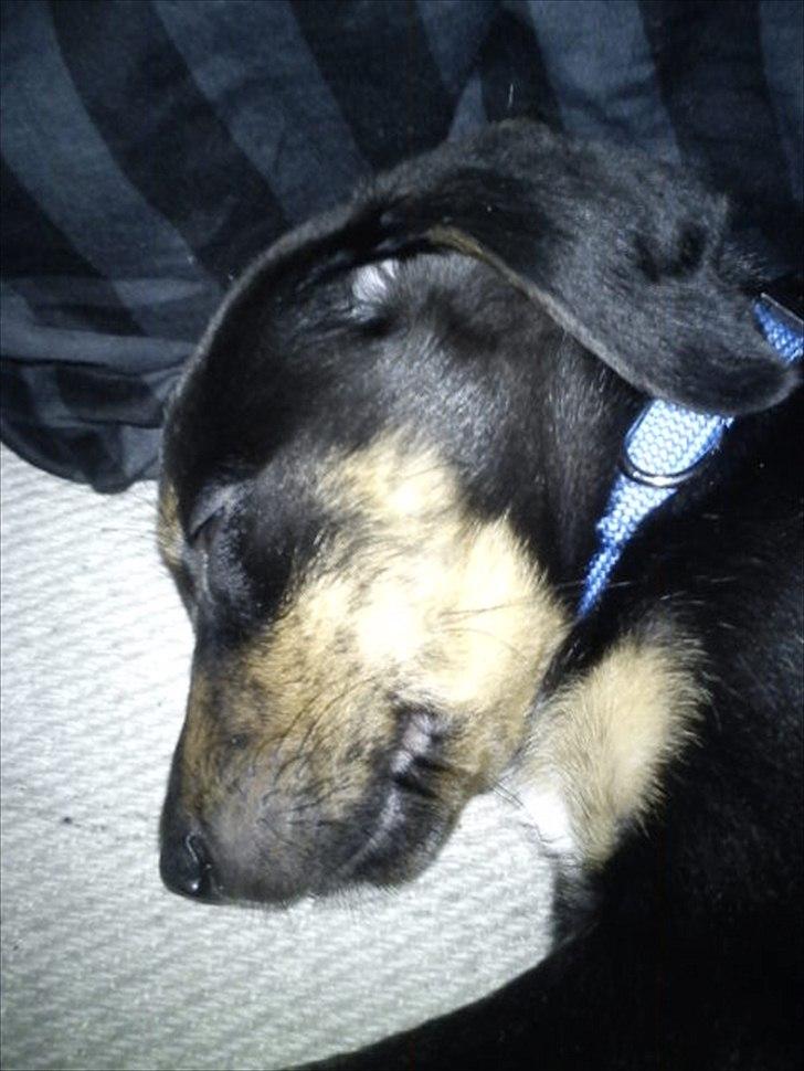 Blanding af racer Max <3 billede 11