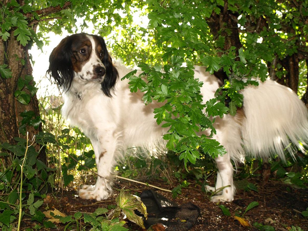 Blanding af racer Balder billede 9