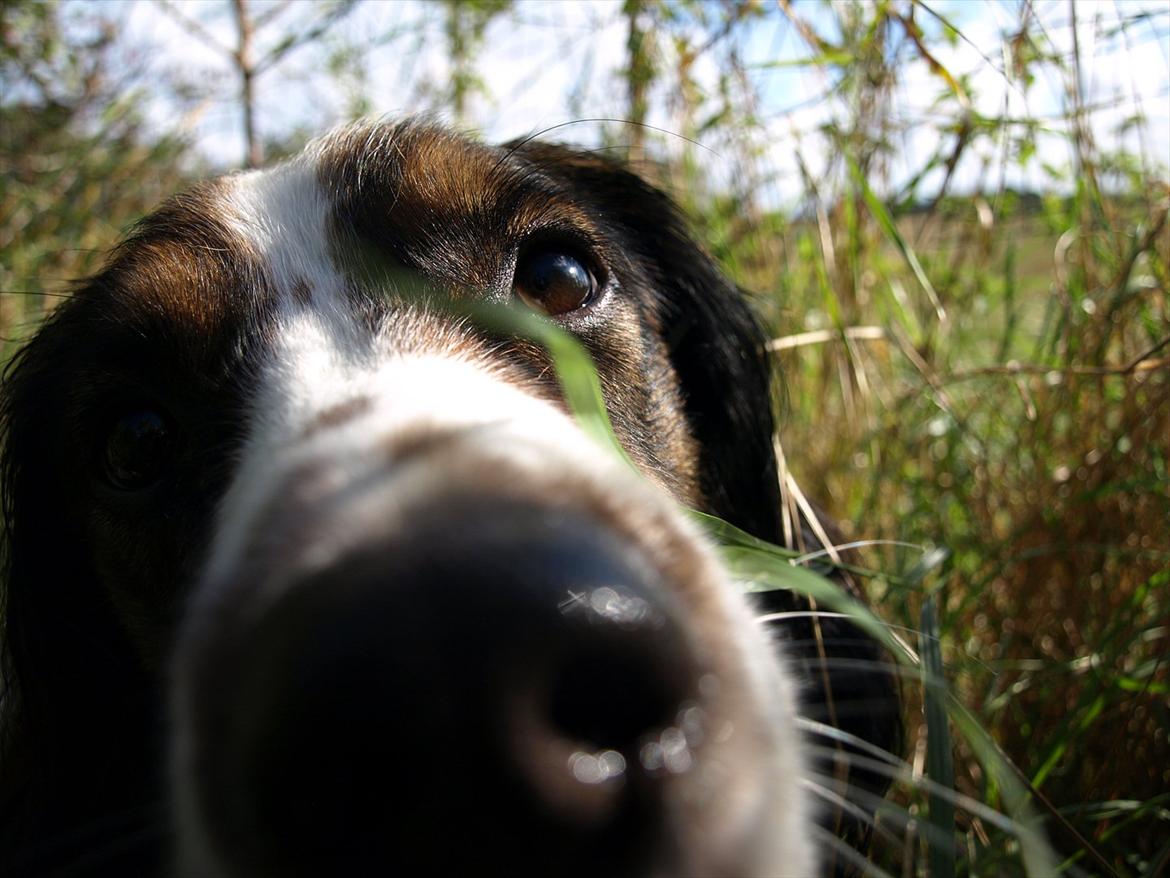 Blanding af racer Balder billede 6