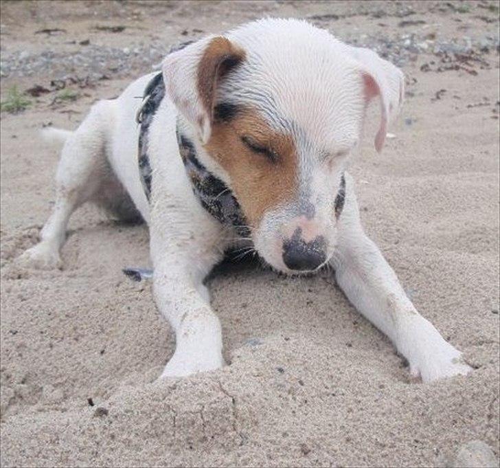 Jack russell terrier lille lindholds Laban - Min baby på stranden :-) billede 16