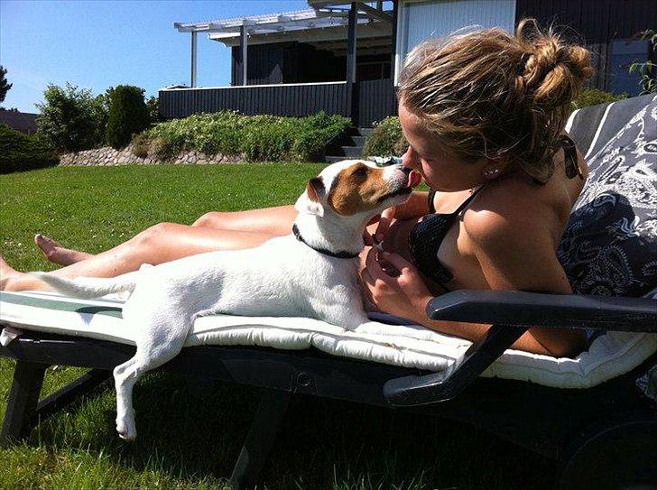 Jack russell terrier lille lindholds Laban - sommer 2011 <3 billede 18