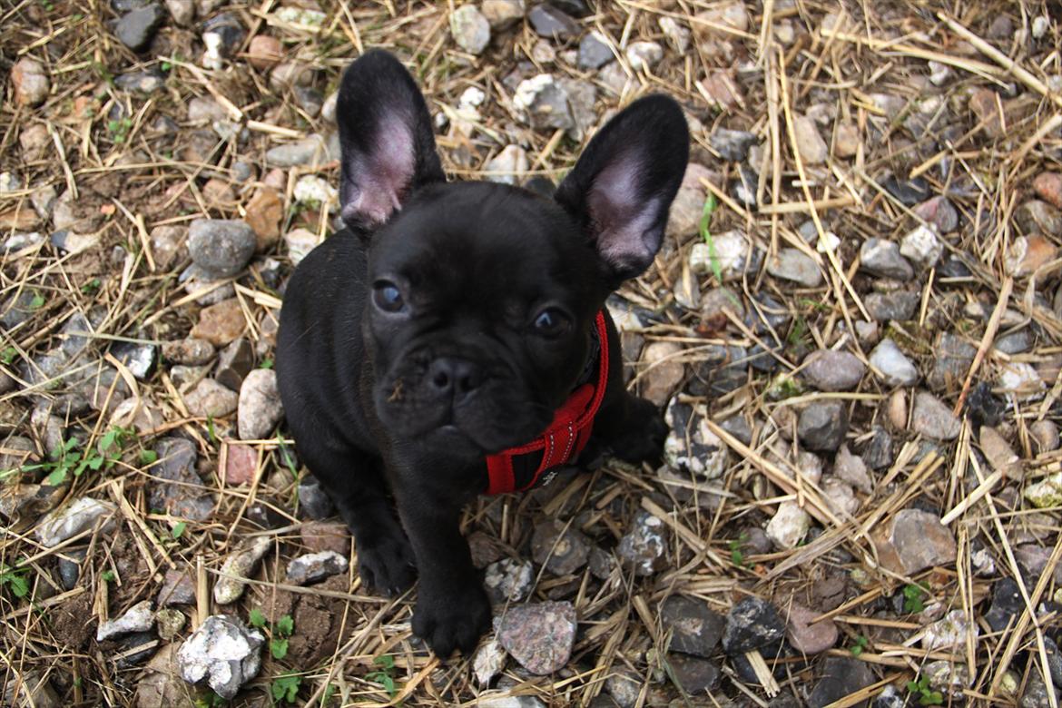 Fransk bulldog Nanna billede 3