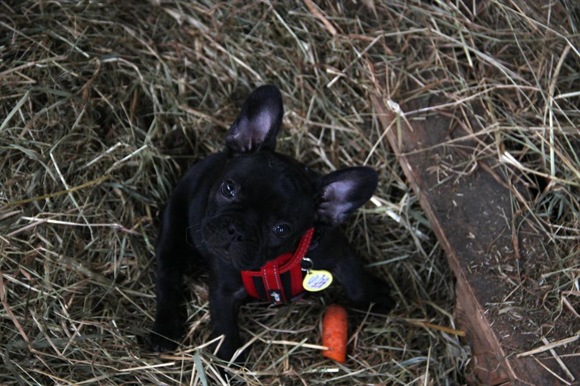 Fransk bulldog Nanna billede 4