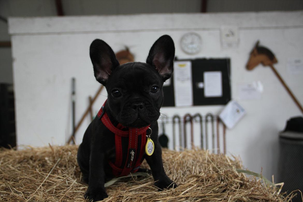 Fransk bulldog Nanna billede 5