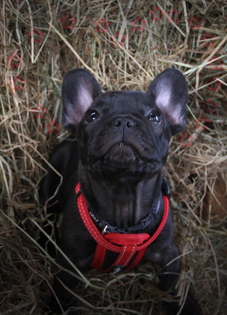 Fransk bulldog Nanna billede 6