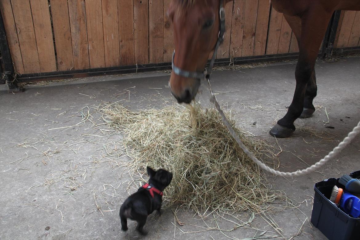 Fransk bulldog Nanna billede 7