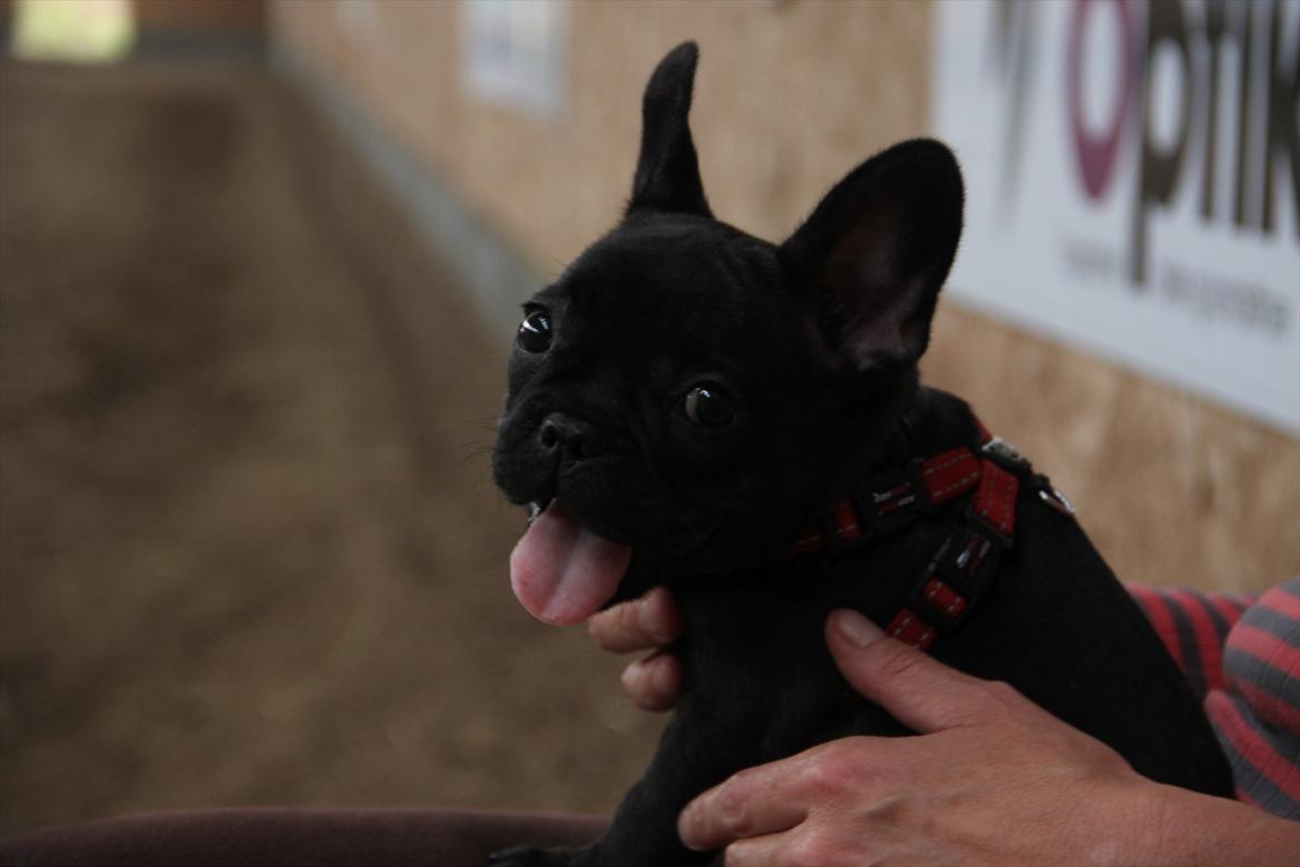 Fransk bulldog Nanna billede 8