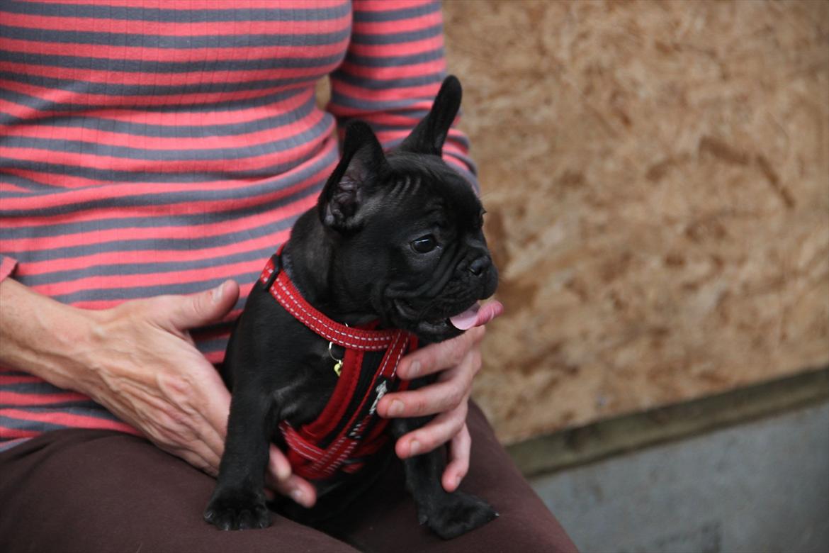 Fransk bulldog Nanna billede 9