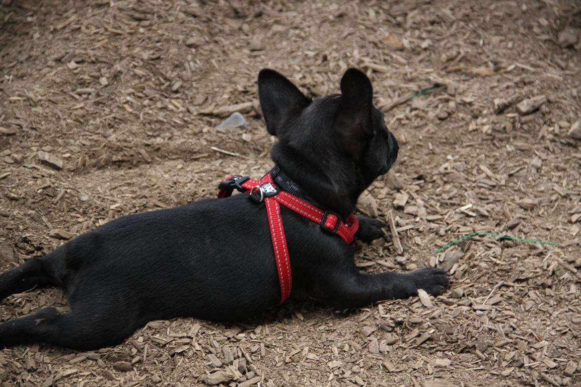 Fransk bulldog Nanna billede 10