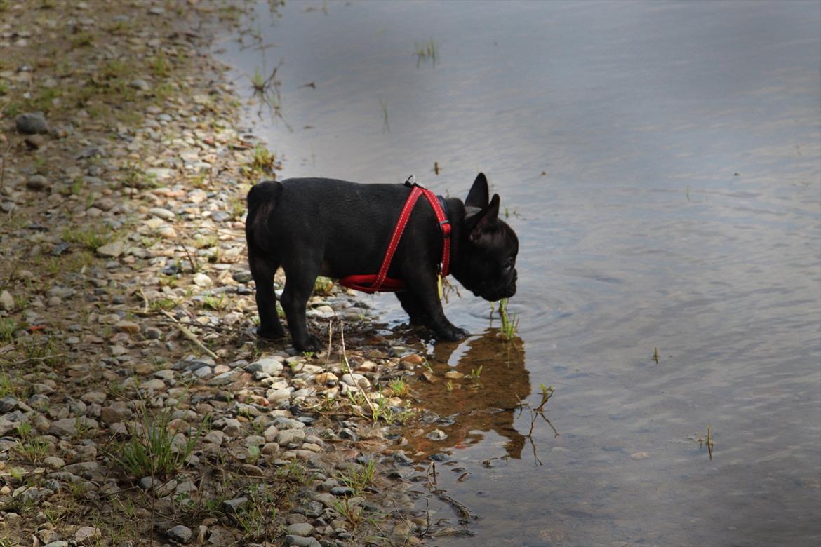 Fransk bulldog Nanna billede 11