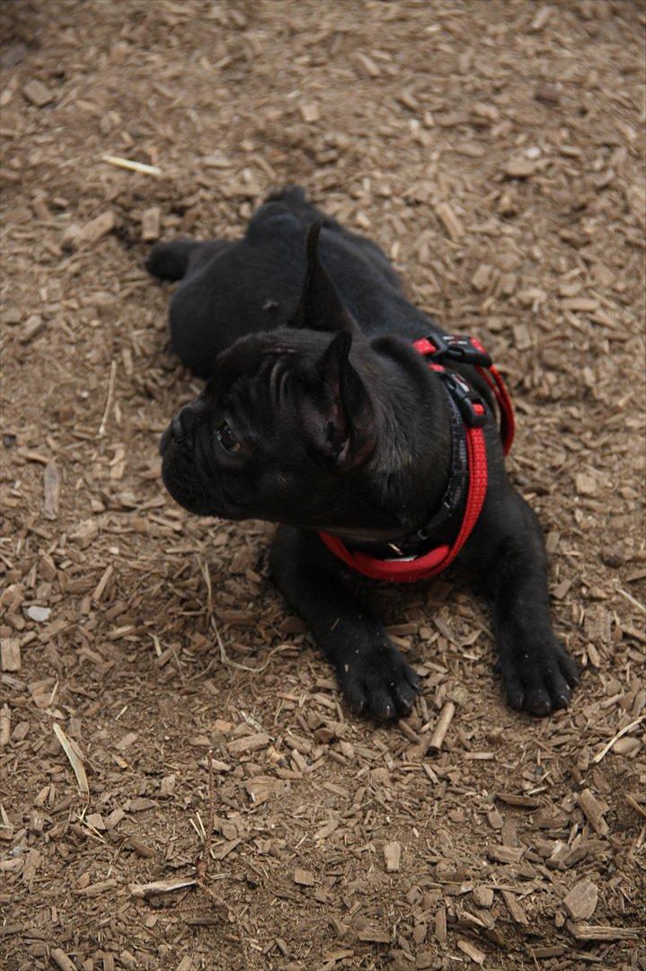 Fransk bulldog Nanna billede 12