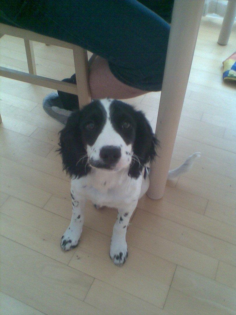Field Trial spaniel Sally billede 7