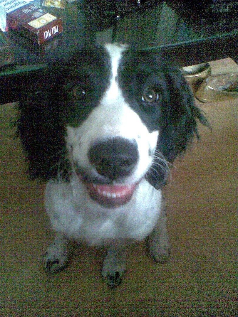 Field Trial spaniel Sally billede 8