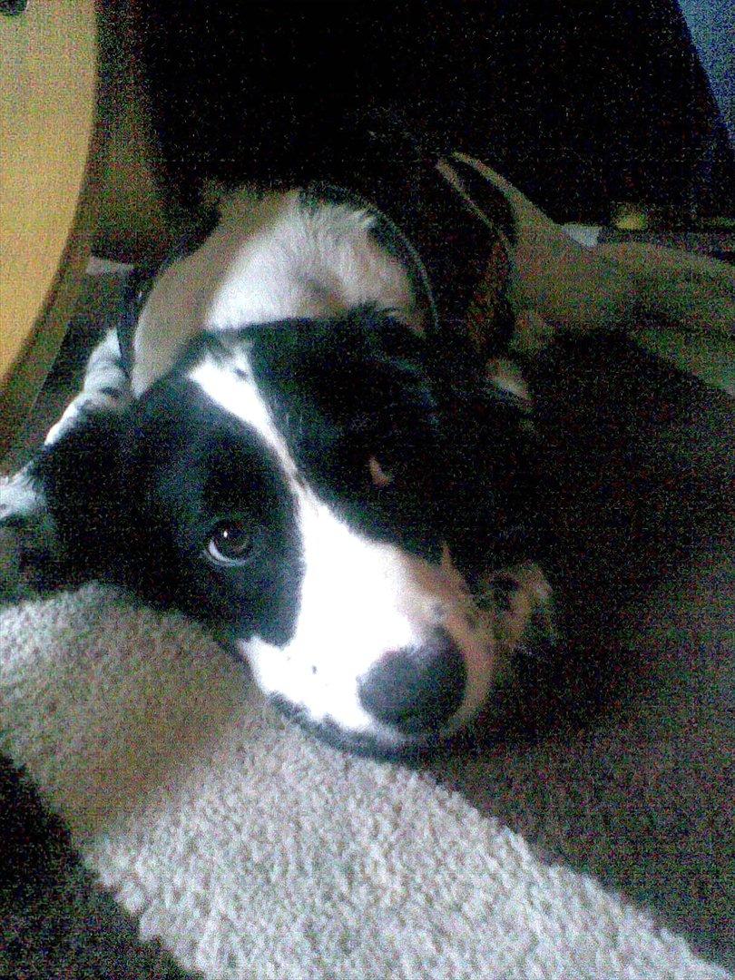 Field Trial spaniel Sally billede 9