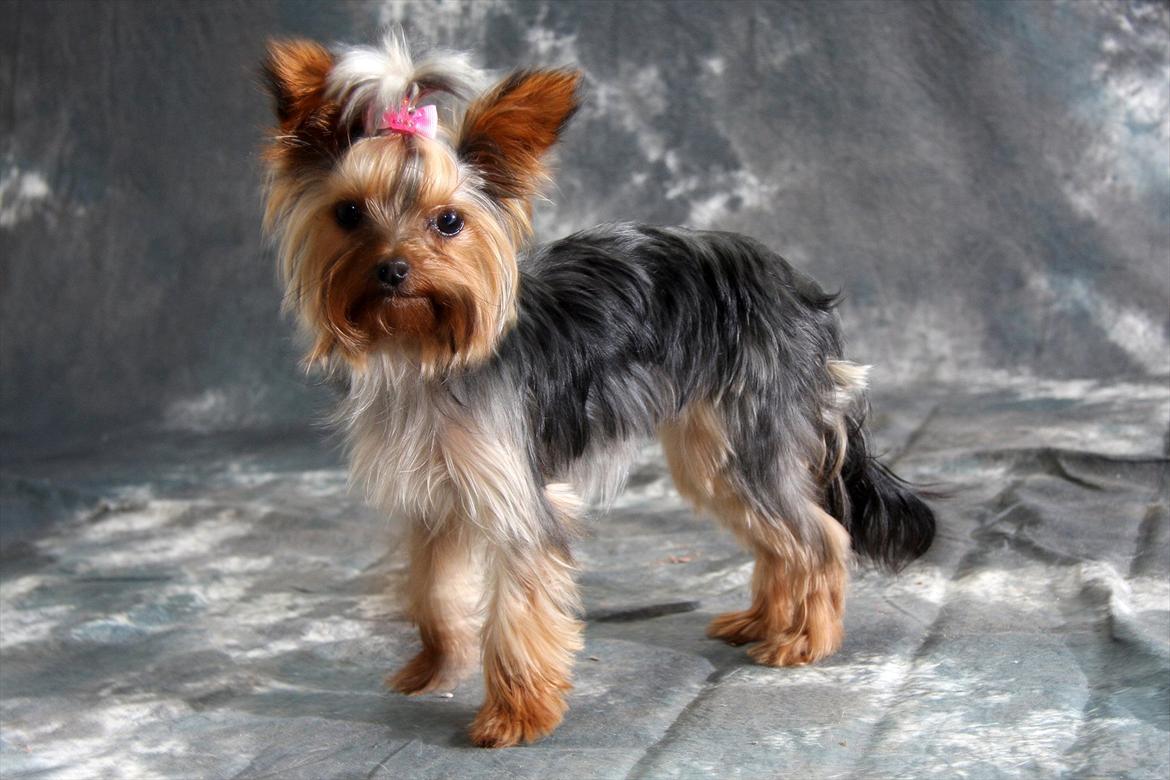 Yorkshire terrier Molly billede 1