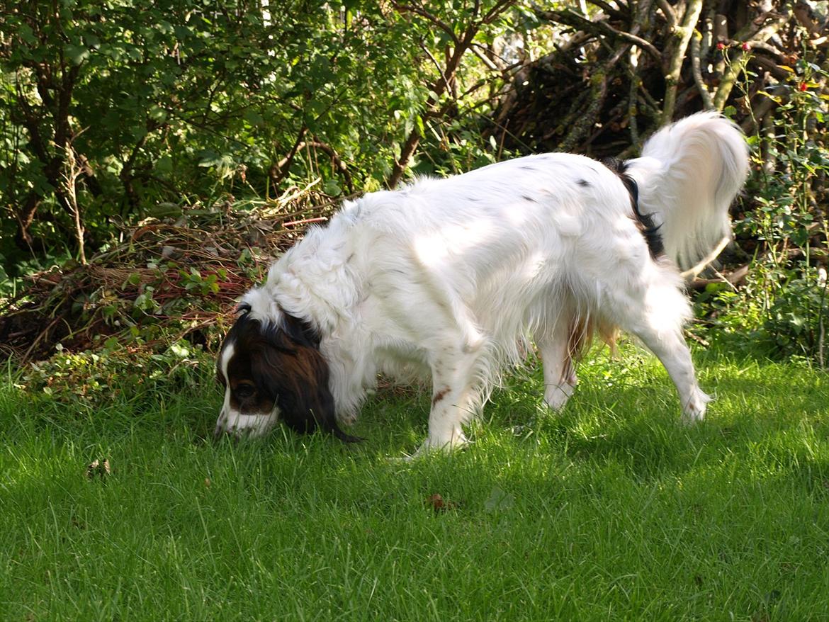 Blanding af racer Balder billede 13