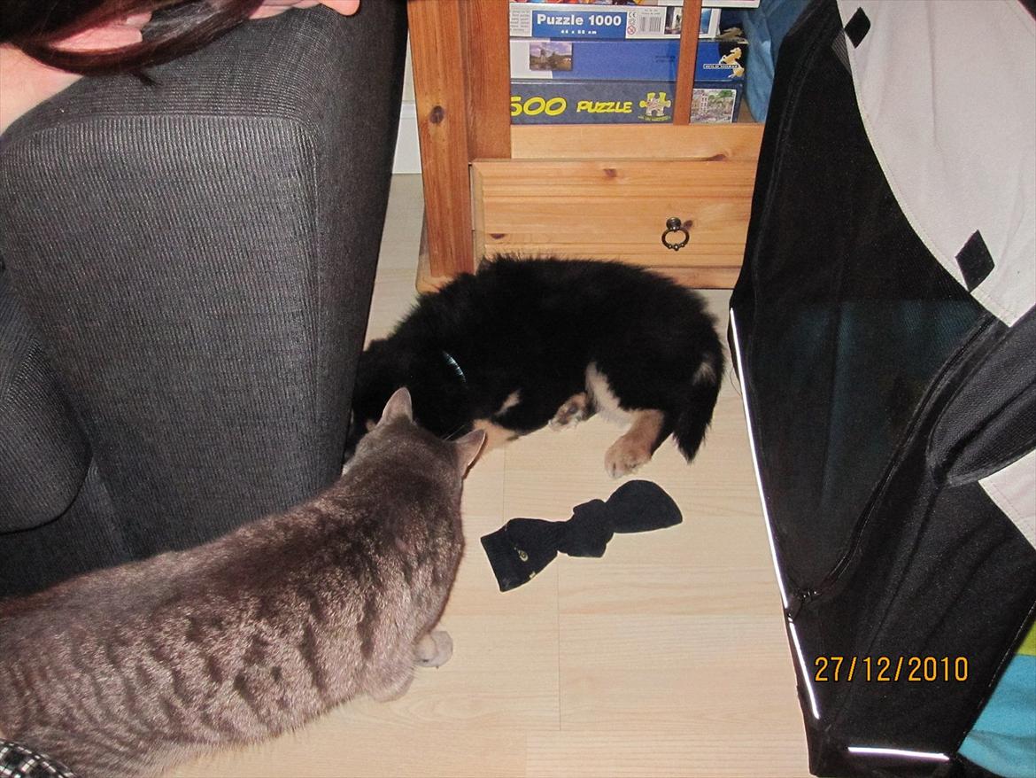 Finsk lapphund Theodor - Hvad er nu det!?!? billede 9