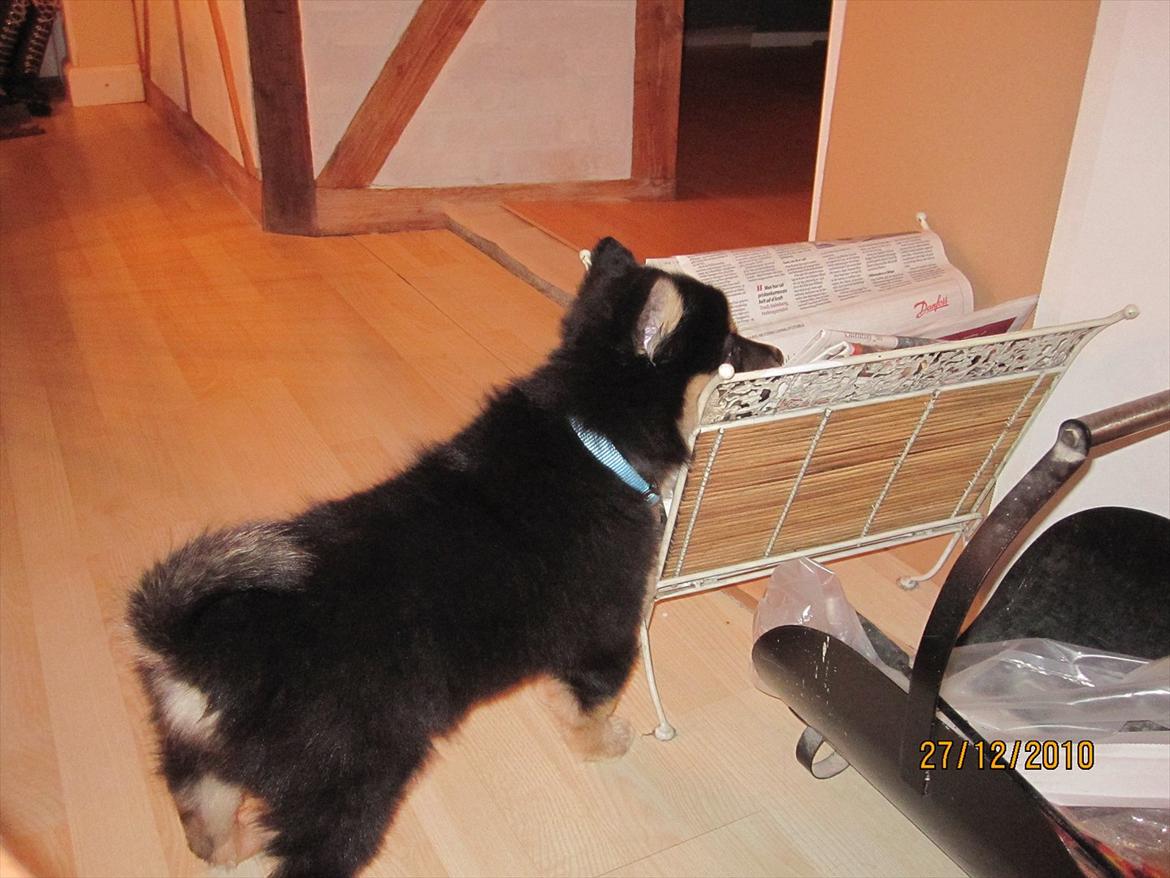 Finsk lapphund Theodor - SE MIG jeg læser lige avisen billede 10