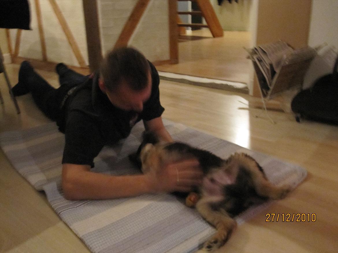 Finsk lapphund Theodor - oh my.. this is great! billede 11