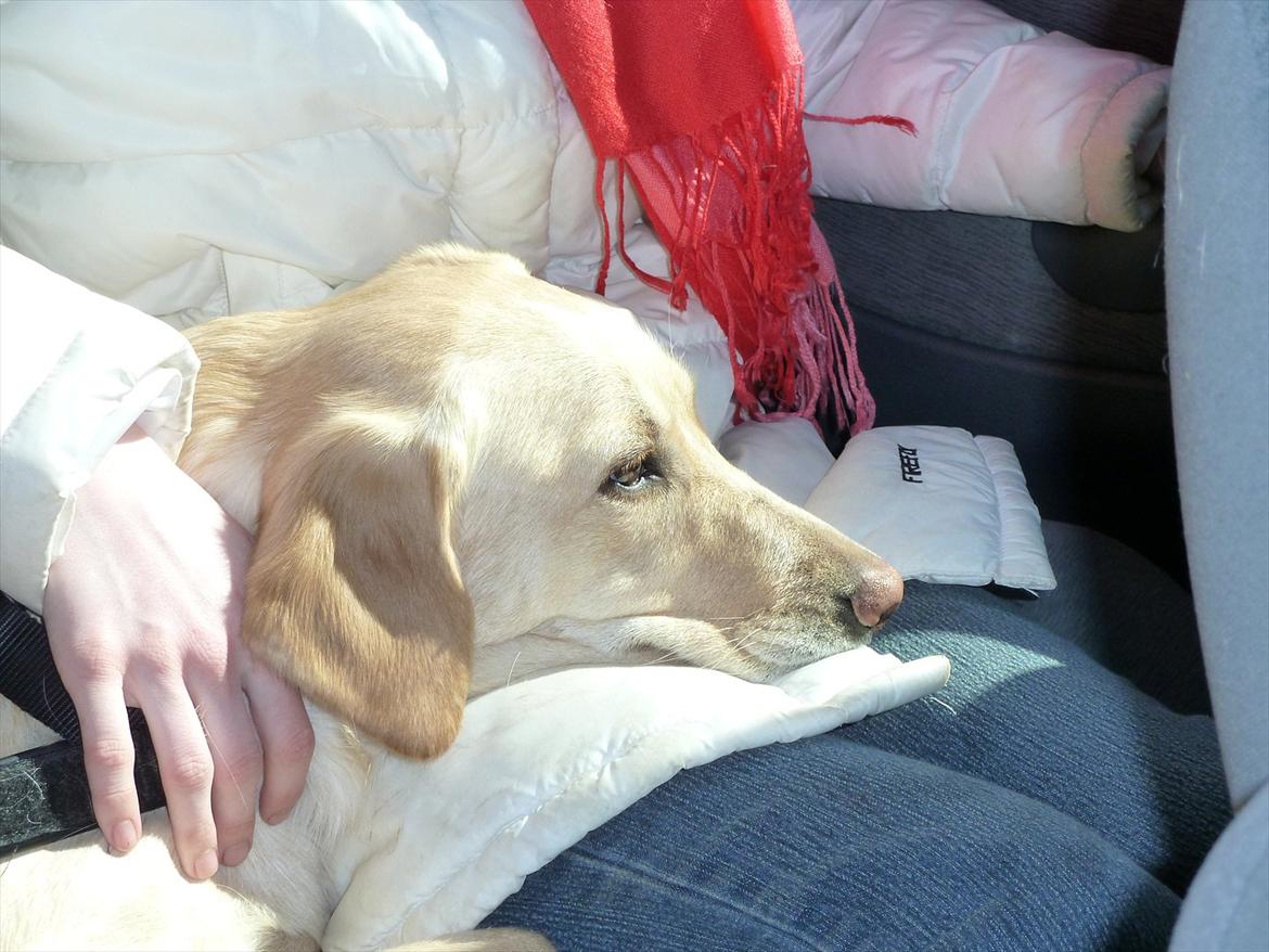 Blanding af racer Maya - Gensidig kærlighed..? ;) billede 18