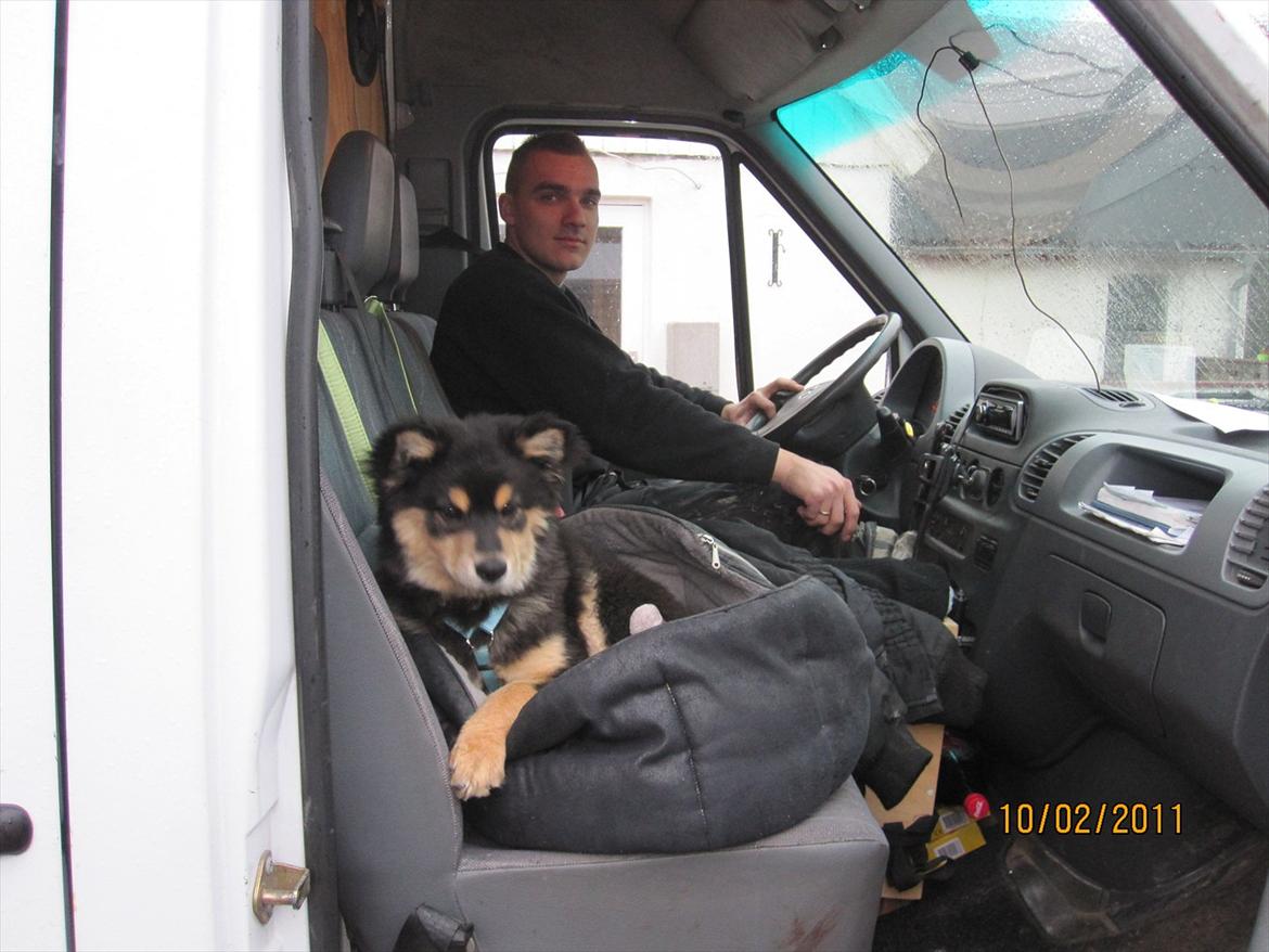 Finsk lapphund Theodor - så kører vi far! billede 12