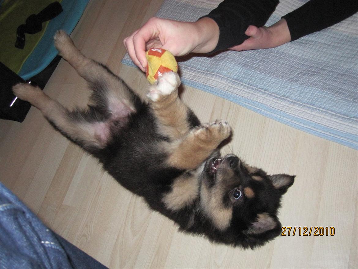 Finsk lapphund Theodor - det er min... billede 13