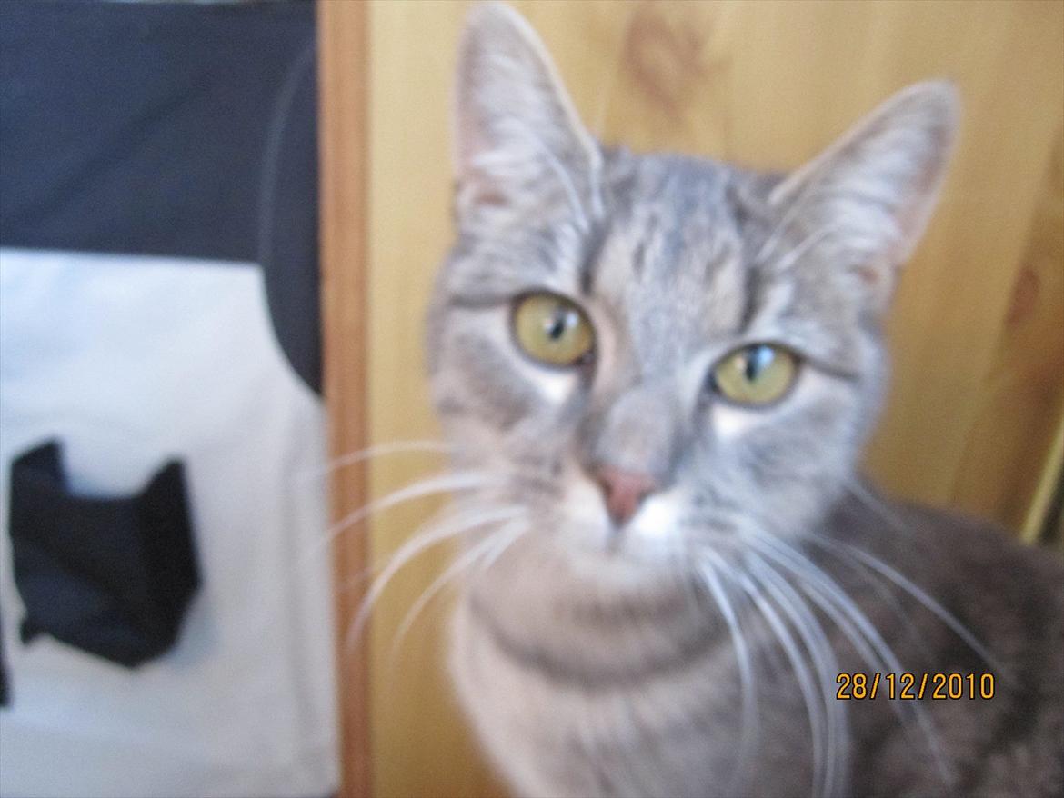 Finsk lapphund Theodor - Jack er en meget prøvet og tålmodig kat! billede 14