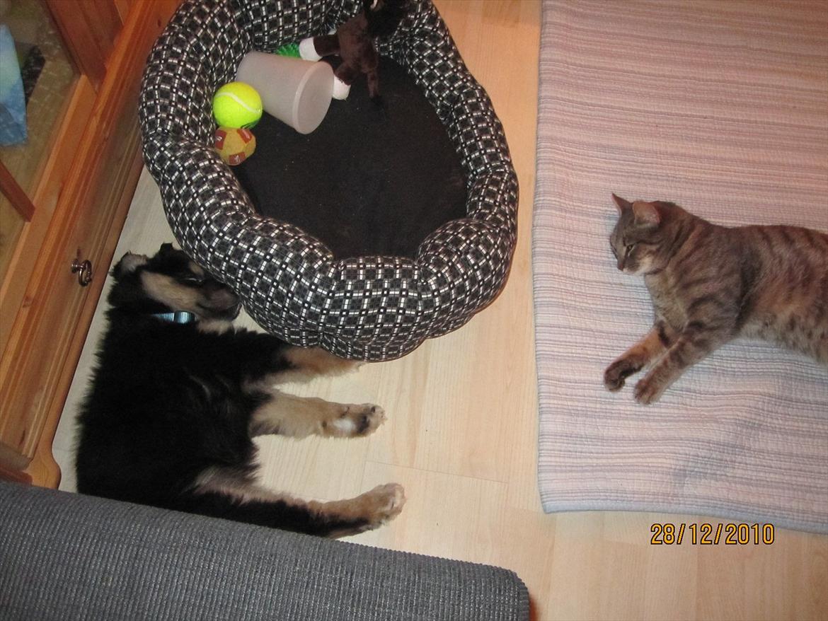 Finsk lapphund Theodor - hvor er det hårdt at blive (lille- og store-) bror billede 15