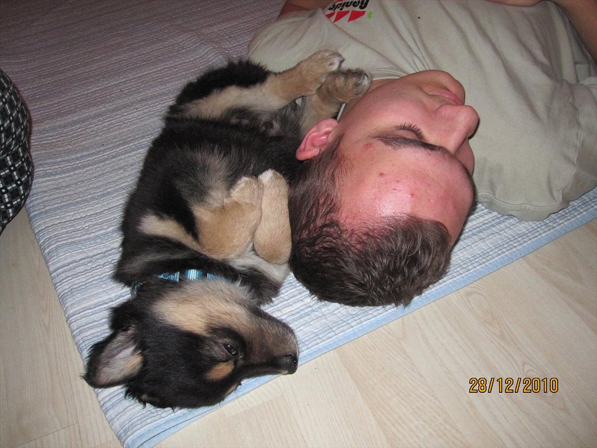 Finsk lapphund Theodor - last man standing billede 16