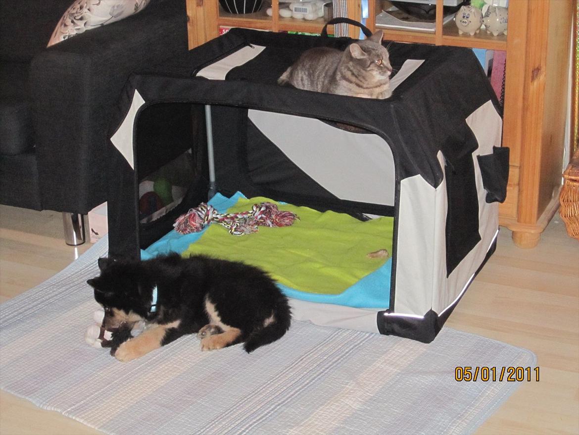 Finsk lapphund Theodor - kan vi lige få rollerne fordelt. billede 17