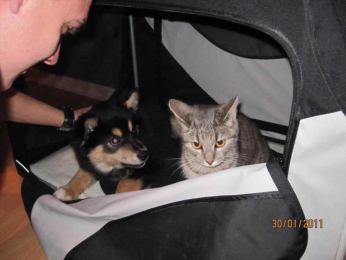 Finsk lapphund Theodor - Jeg var her altså først og nej vi kan IKKE dele dumme hund!  billede 18