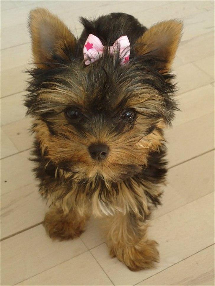 Yorkshire terrier Molly - Molly, som lille bitte hvalp billede 2