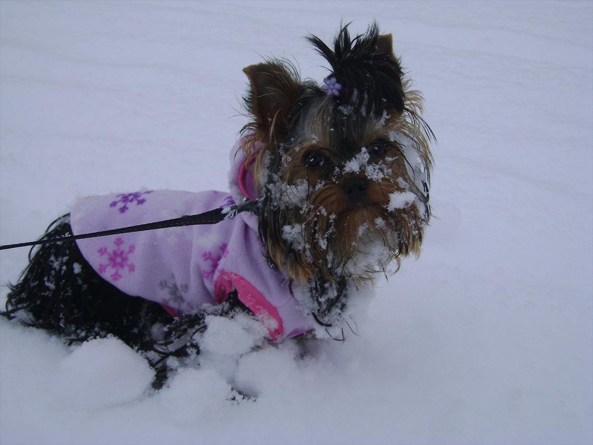 Yorkshire terrier Molly billede 3