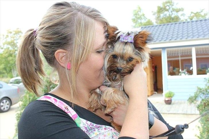 Yorkshire terrier Molly - Mors lille hunni :)
 billede 4