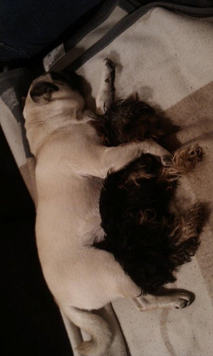 Yorkshire terrier Molly - Molly og hendes bedste veninde Charley, efter en god omgang leg :) billede 5