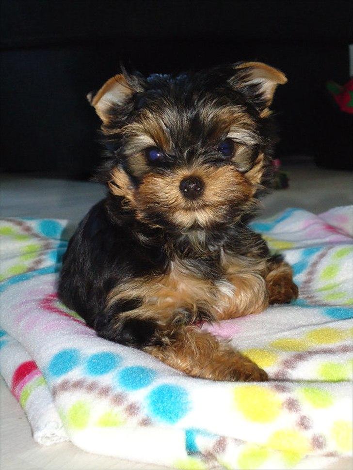 Yorkshire terrier Molly - Molly, 9 uger gammel. billede 6