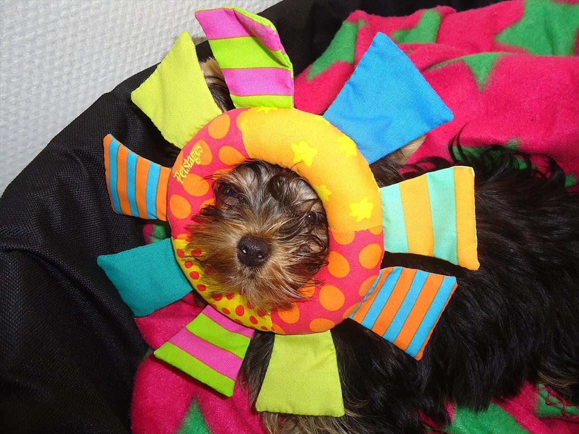 Yorkshire terrier Molly - Lille solstråle billede 7