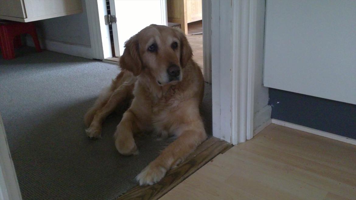 Golden retriever Chilli - R.I.P Chilli  billede 17