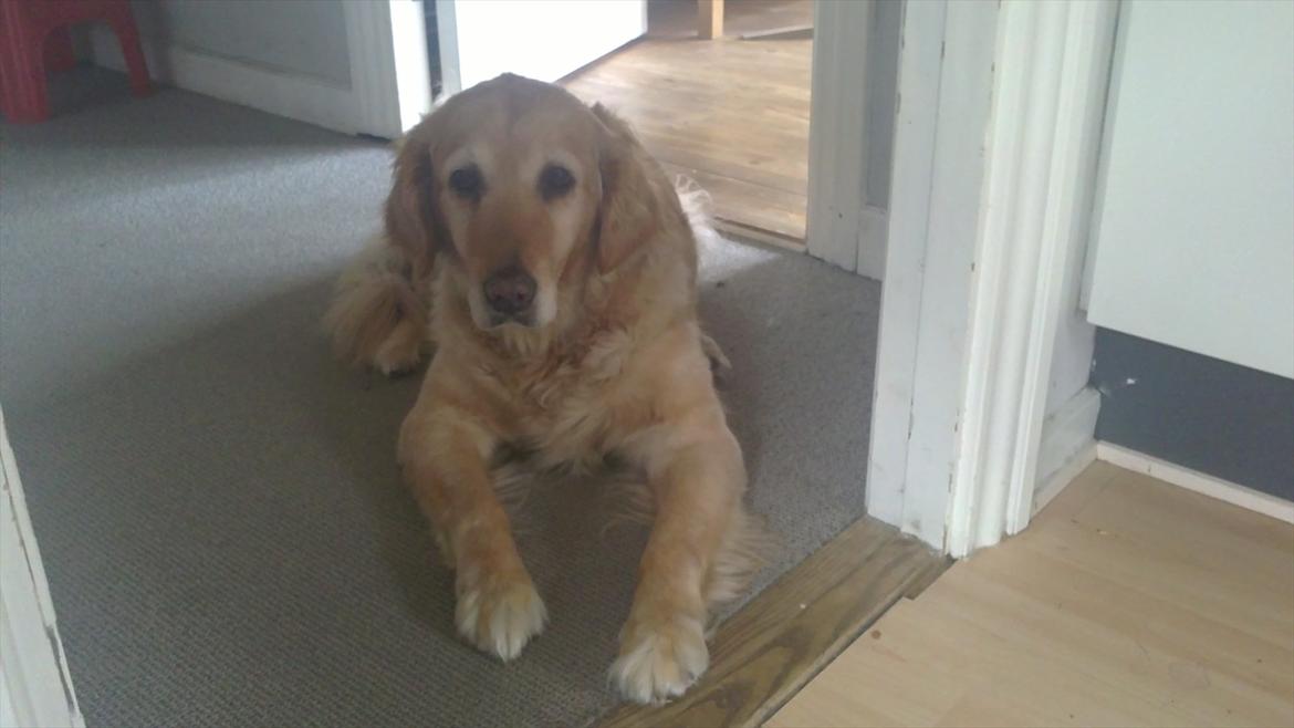 Golden retriever Chilli - R.I.P Chilli billede 18