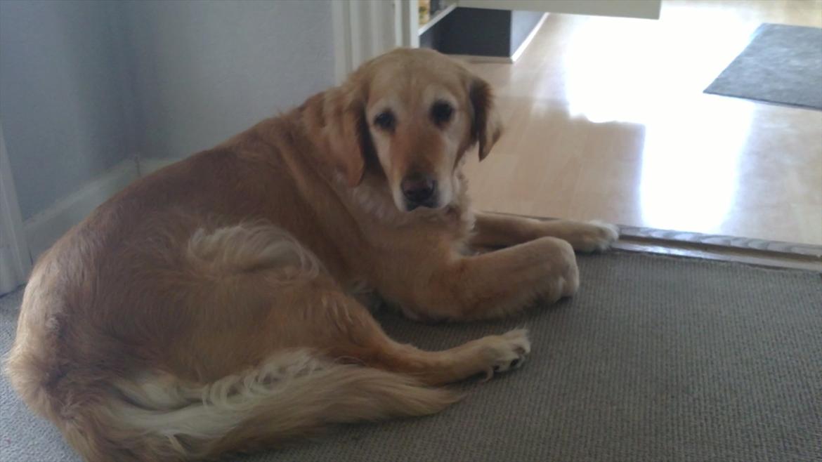 Golden retriever Chilli - R.I.P Chilli billede 19