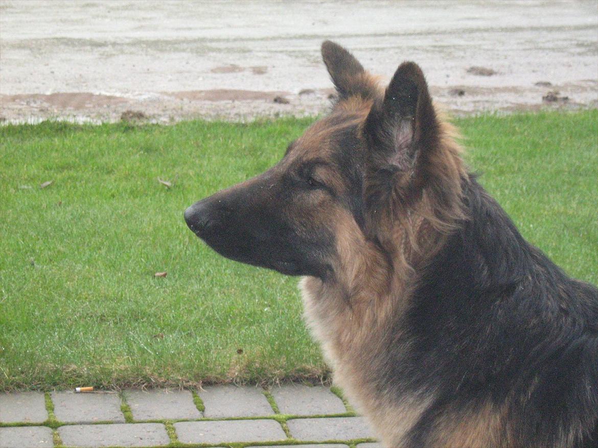 Schæferhund Rico RIP 12år gammel - 1½år billede 18